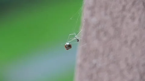Spider on a leaf Stock Footage 290174753