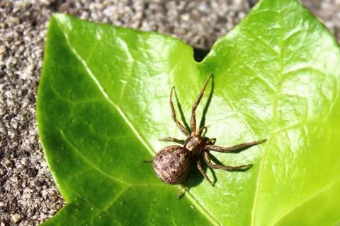 Spider on a leaf in the garden Stock Photos