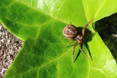 Spider on a leaf in the garden Stock Photos