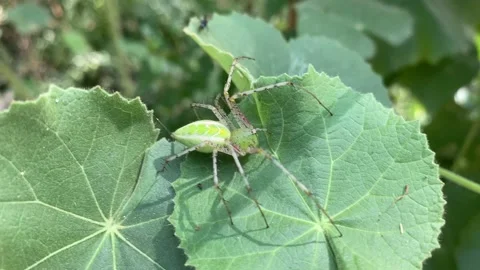 Spider on the leaf, Oxyopes salticus, Striped lynx spider, lynx spider. Video stock 167515699