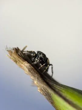 Spider on leaf Stock Photos