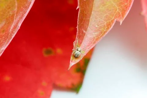 Spider on a leaf 写真素材