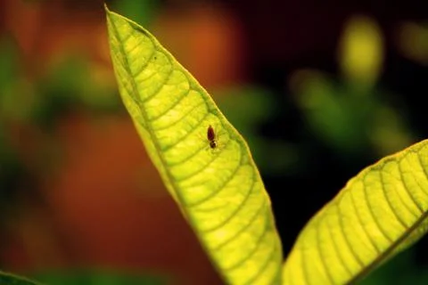 Spider on a leaf Stock Photos