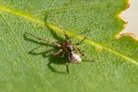 A spider on a leaf Stock Photos