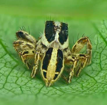Spider on a leaf Stock Photos