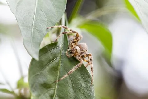 Spider on leaf Stock Photos