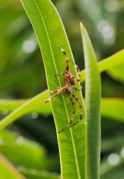 Spider on a leaf Stock Photos