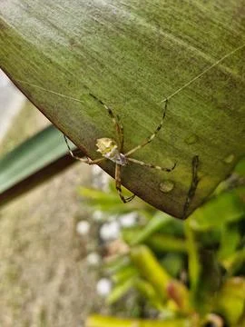 Spider on the leaf Foto stock