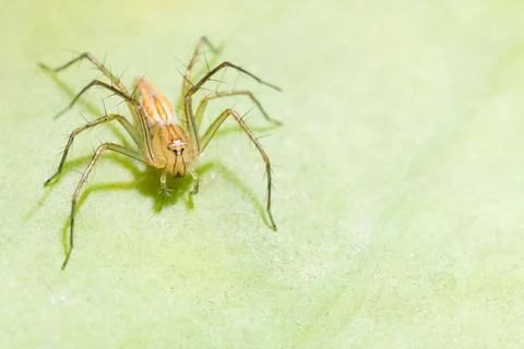 Spider on the leaf Stock Photos