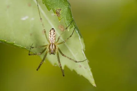 A spider on a leaf Stock Photos