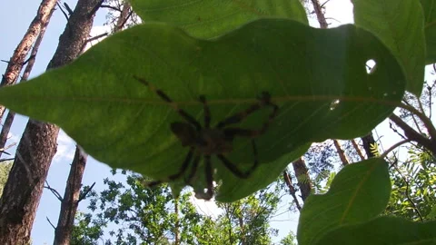 Spider on a leaf, pine trees, forest, summer, nature of Ukraine. 스톡 동영상 313233450