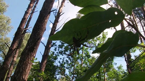 Spider on a leaf, pine trees, forest, summer, nature of Ukraine. 스톡 동영상 313233497