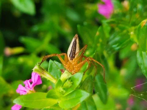 A spider is on a leaf of a plant Stock Photos