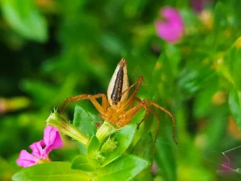 A spider is on a leaf of a plant Stock Photos