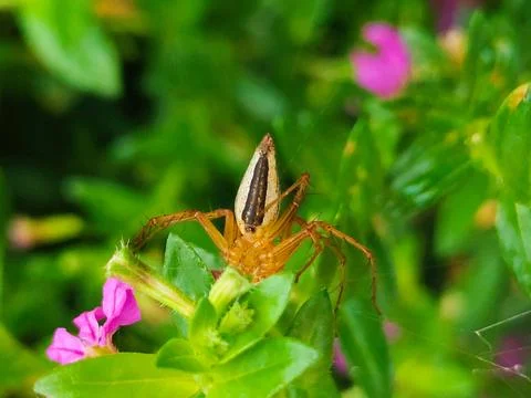 A spider is on a leaf of a plant Stock Photos