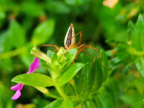 A spider is on a leaf of a plant Stock Photos