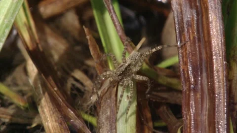 Spider on a leaf in the shore zone of a pond Stock Footage 279180666