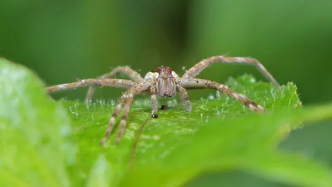 Spider on leaf in tropical rainforest. Stock Footage 146901833