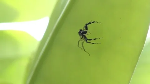 Spider with leaves, 4k video Stock Footage 80899586
