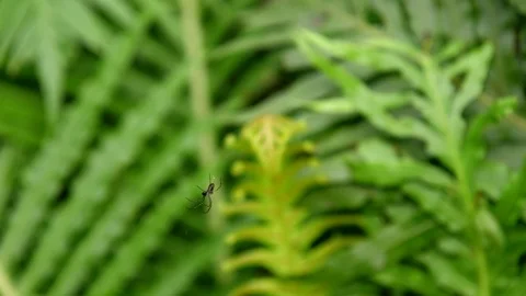 Spider In Leaves Stock Footage 74651079