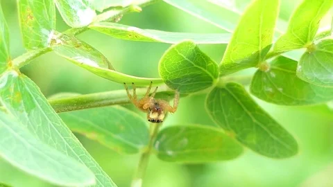 Spider on leaves Stock-Footage 83940334