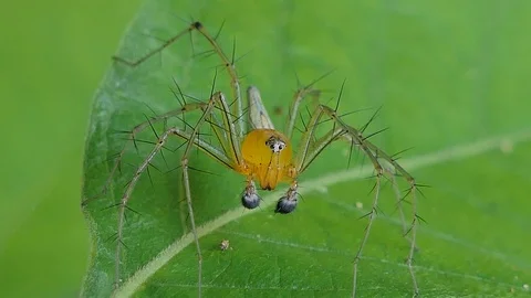 Spider on leaves. Video stock 115368324