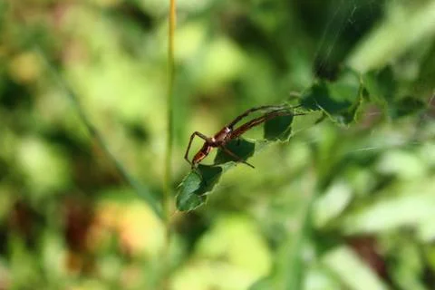 Spider on leaves in the forest Stock Photos