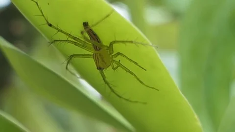 Spider with leaves, hd video Stock Footage 80672320