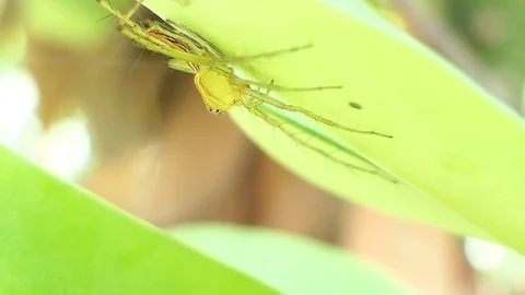 Spider with leaves, hd video Stock Footage 81581894