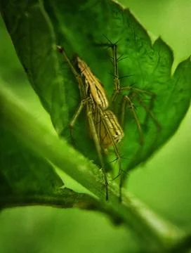 Spider on the leaves Stock Photos