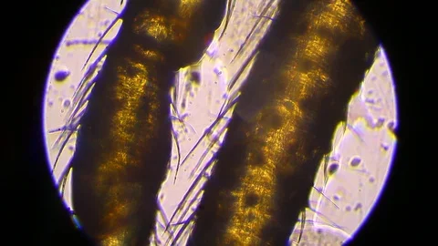 Spider legs under the microscope Vidéo 126356972