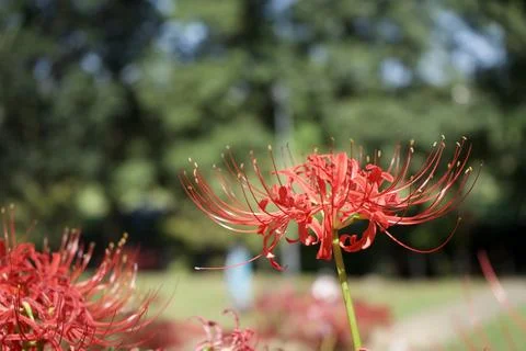 Spider Lilies in Bloom Stock Photos