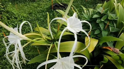 Spider lilly flower Stock Footage 208825254