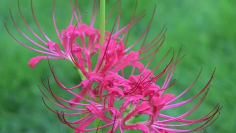 Spider Lily Close Up with Long Stamens Stock-Footage 345030386