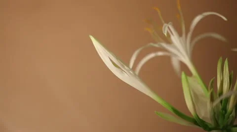 Spider Lily Flower Timelapse HD Stock Footage 10833946