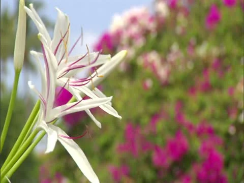 Spider Lily Video stock 22243406
