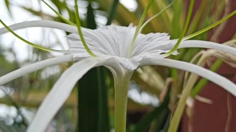 Spider Lily Stock Footage 265039979