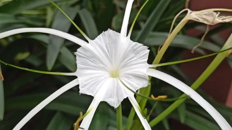 Spider Lily Video stock 265039983