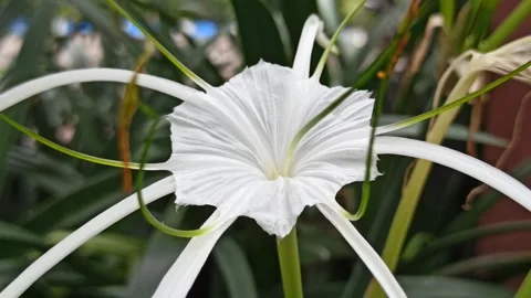 Spider Lily Video stock 265039984