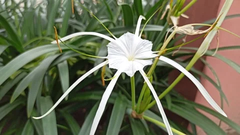 Spider Lily Stock Footage 265040011