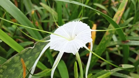Spider Lily Video stock 296054912