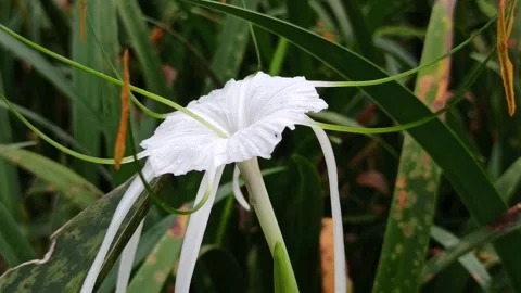 Spider Lily Stock Footage 296054959