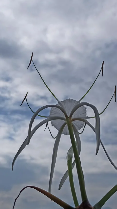 Spider Lily Stock Footage 296055334
