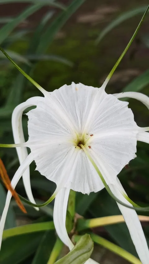 Spider Lily Stock Footage 296055373