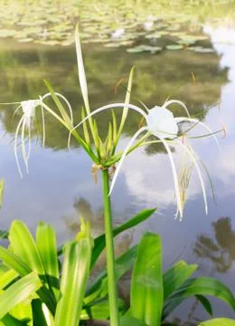 Spider lily Stock Photos