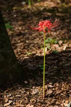 Spider lily Stock Photos