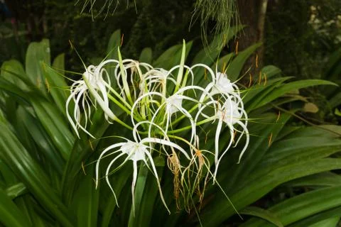 Spider Lily Stock Photos
