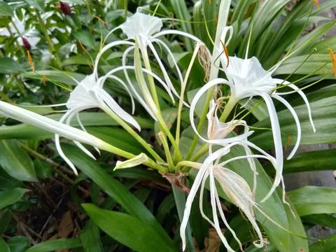 Spider lily 스톡 사진