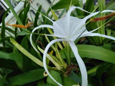 Spider  lily Stock Photos
