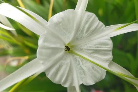 Spider Lily 写真素材